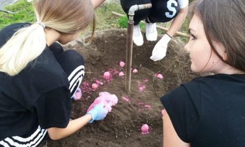 Sadzenie cebul kwiatowych z technikum architektury krajobrazu